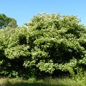 Cornus amomum